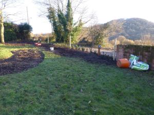Yew Trees planted