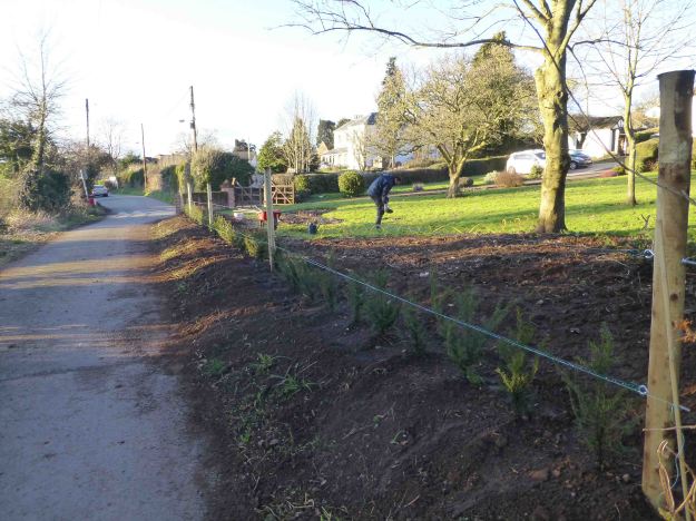 1h Yew Hedge from right