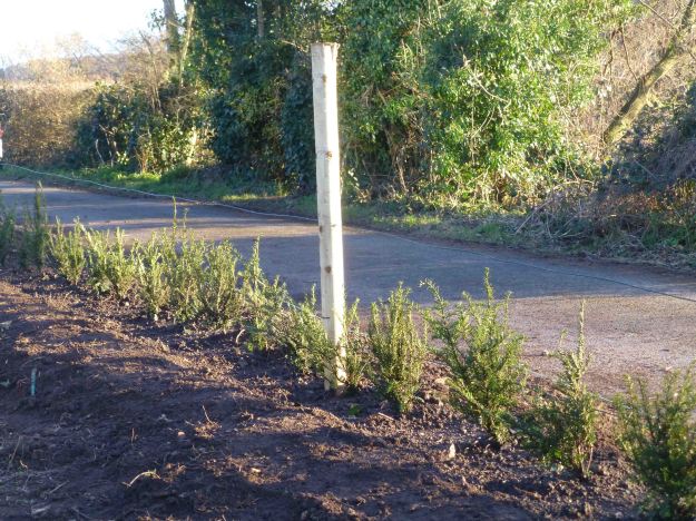 1j yew hedge portion
