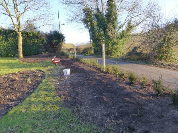 1k Yew Hedge from left