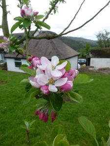 Spring at Springdale