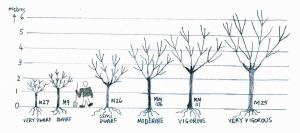 Examples of different rootstocks