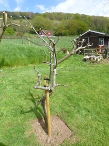 Apple Tree one month later in April 2015