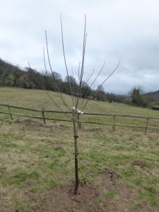 Single Tree, staked