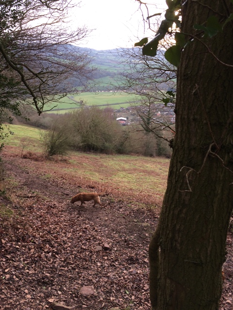 kymin-walk-canopy-in-white-visible-from-hillside