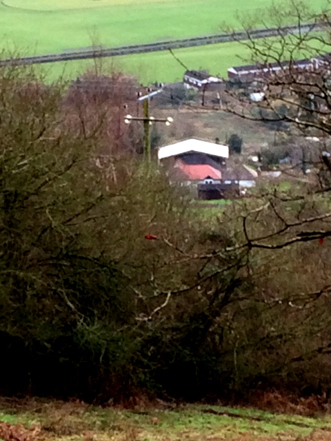 zoomed-in-photo-of-canopy-from-hillside-above-the-house