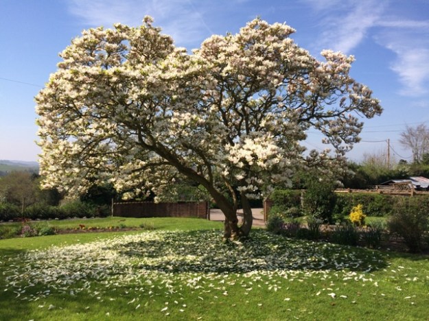 Magnolia Tree in full bloom pic 2