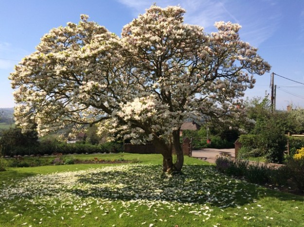 Magnolia Tree in full bloom pic 3