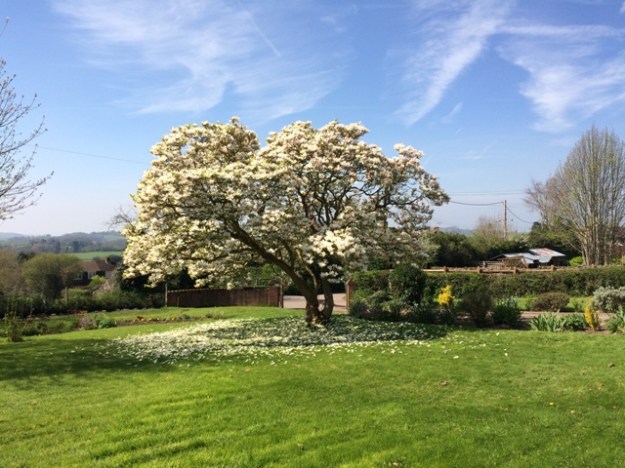 Magnolia Tree in full bloom