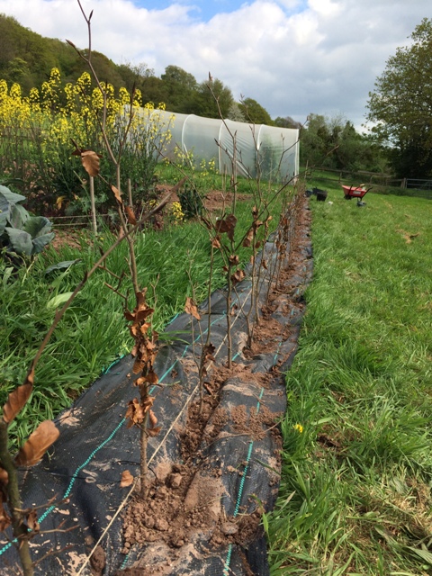 Slit planting the bare root young beech trees