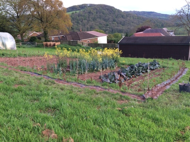 View of veggie plot