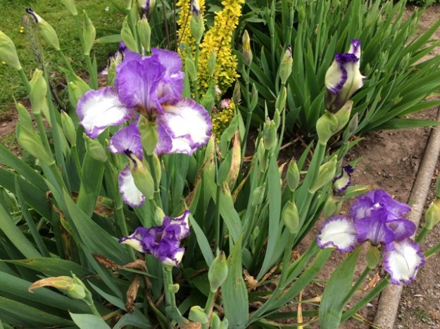 Iris in front garden