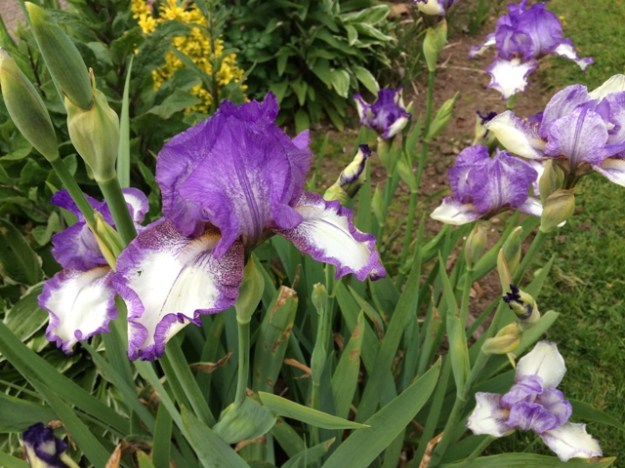 Iris in full bloom