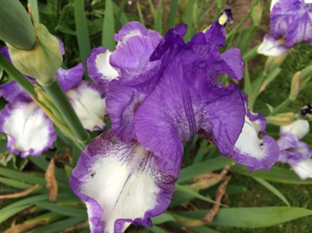 Iris planted last year 2016