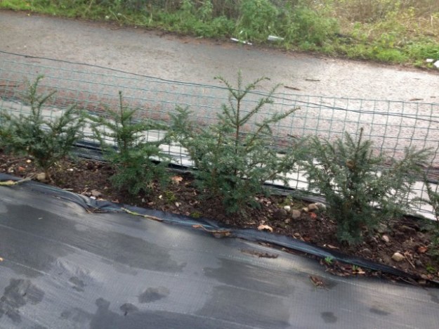 IMG_1520b (Small) (1)